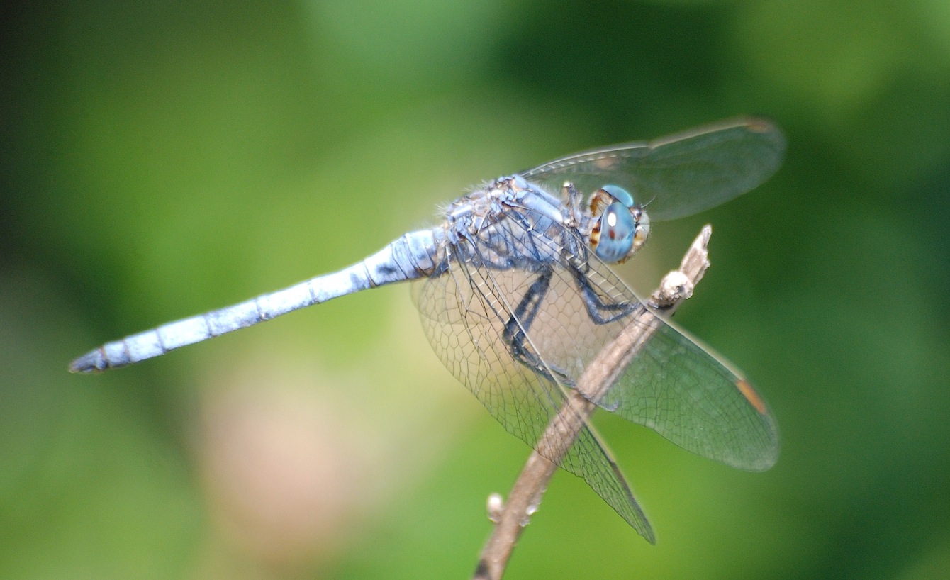 Orthetrum coerulescens anceps